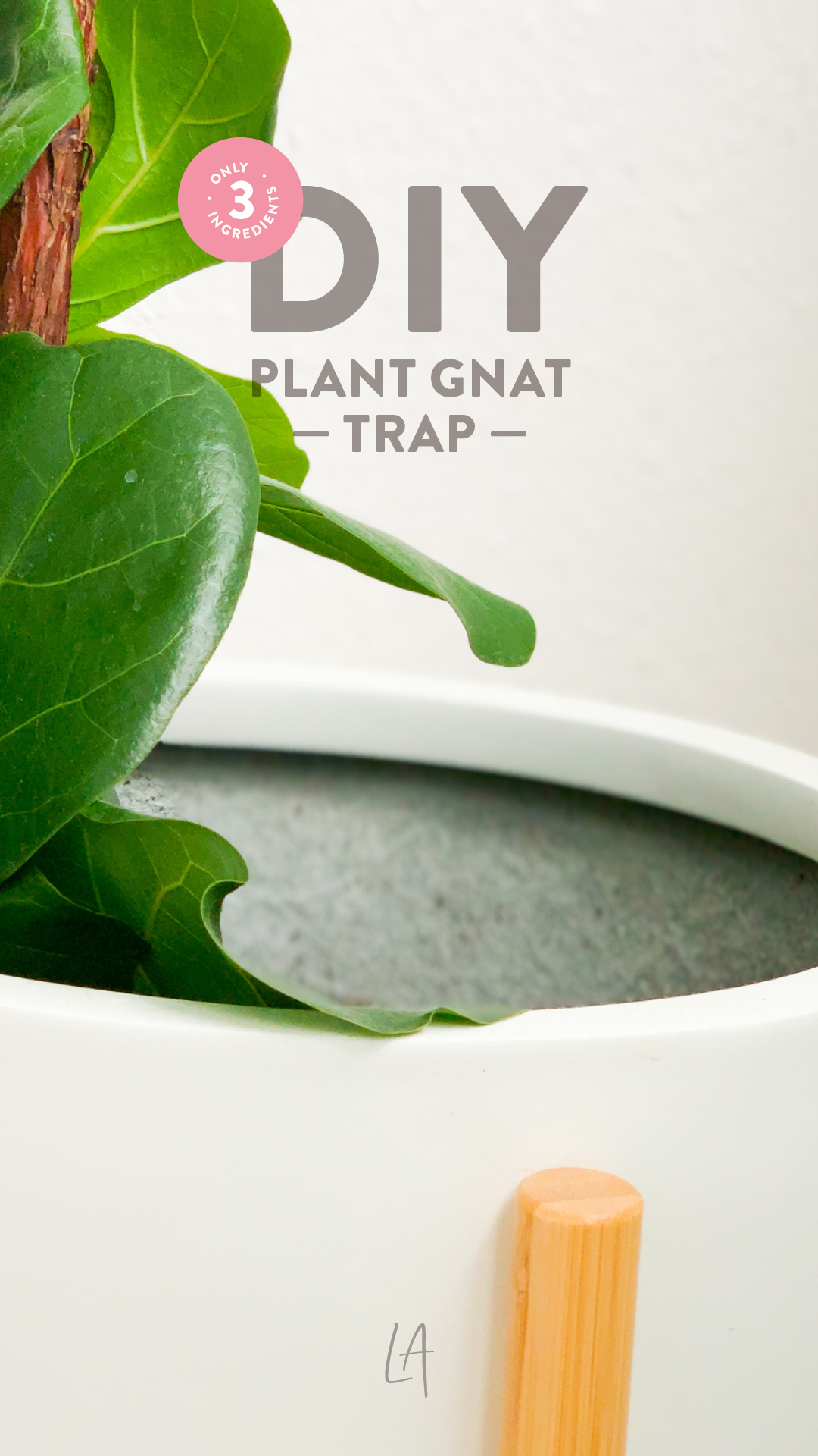 How to get rid of plant gnats