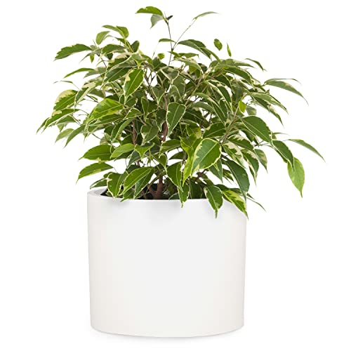 12-inch planter in white, shown with green plant